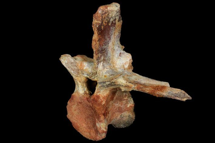Spinosaurus Cervical (Neck) Vertebrae - Kem Kem Beds #110485